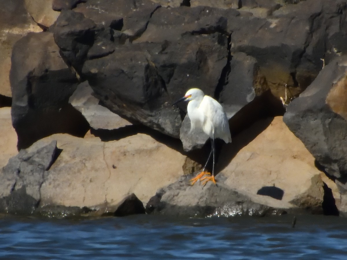 Snowy Egret - ML620145041