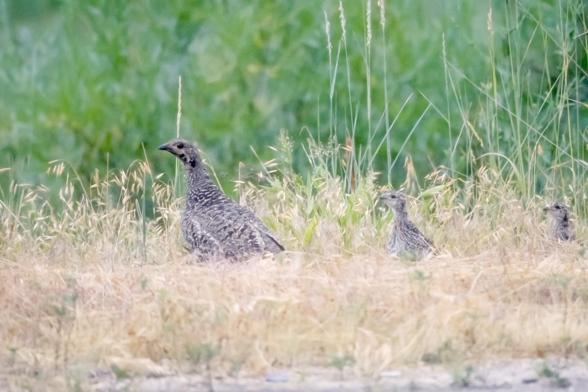 Dusky Grouse - ML620145045