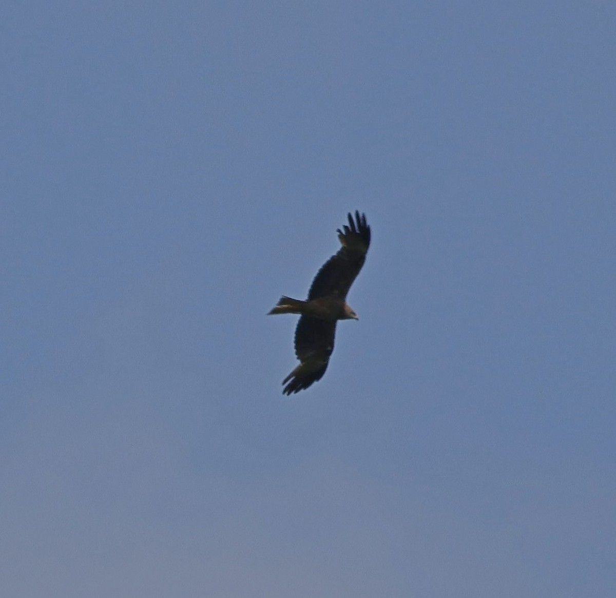 Black Kite - ML620145050