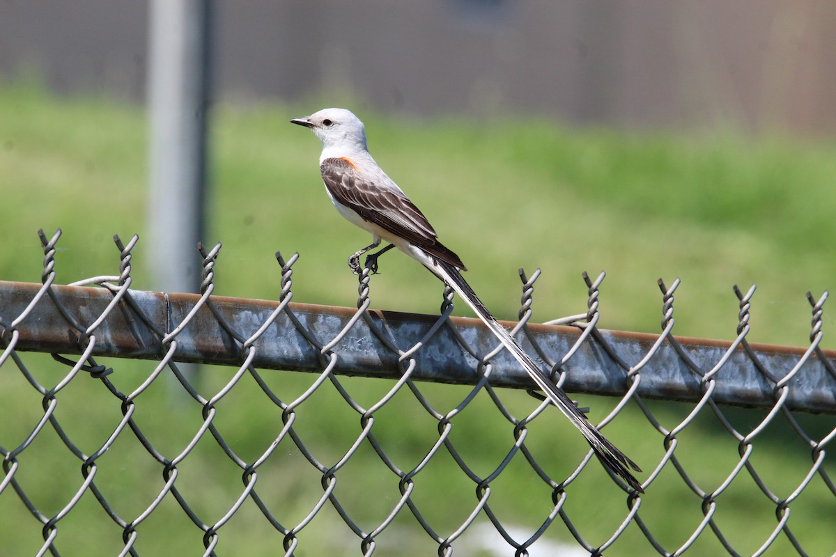 Scissor-tailed Flycatcher - ML620145054