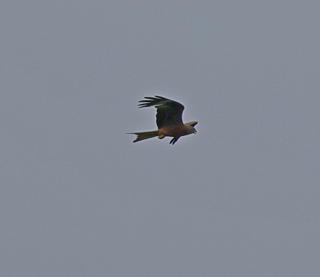 Red Kite - ML620145057