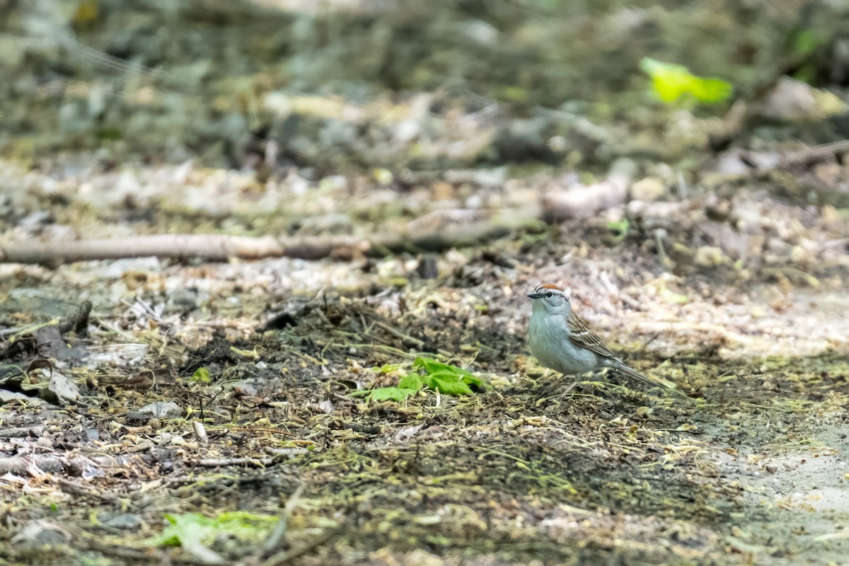 Chipping Sparrow - ML620145059