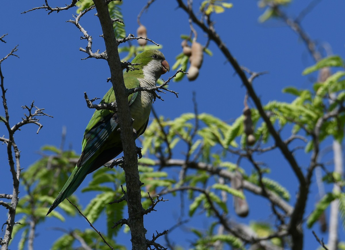 Monk Parakeet - ML620145067