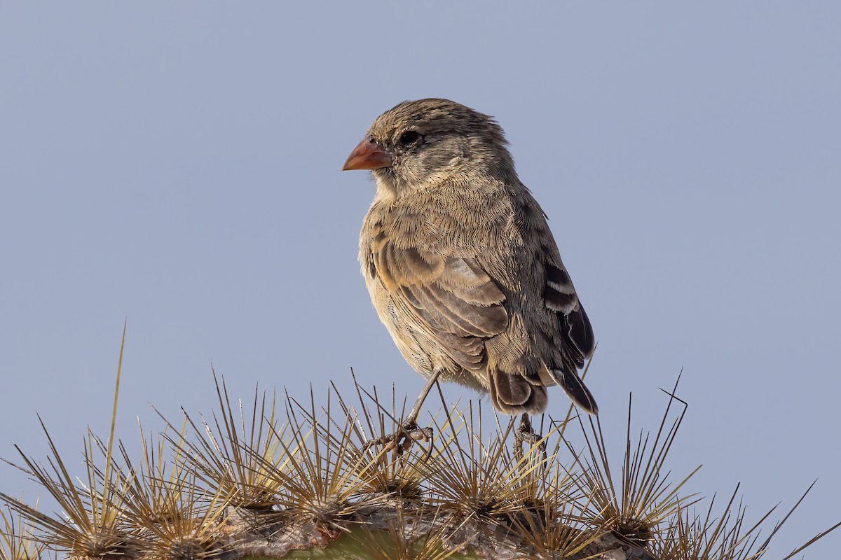 Small Ground-Finch - ML620145069