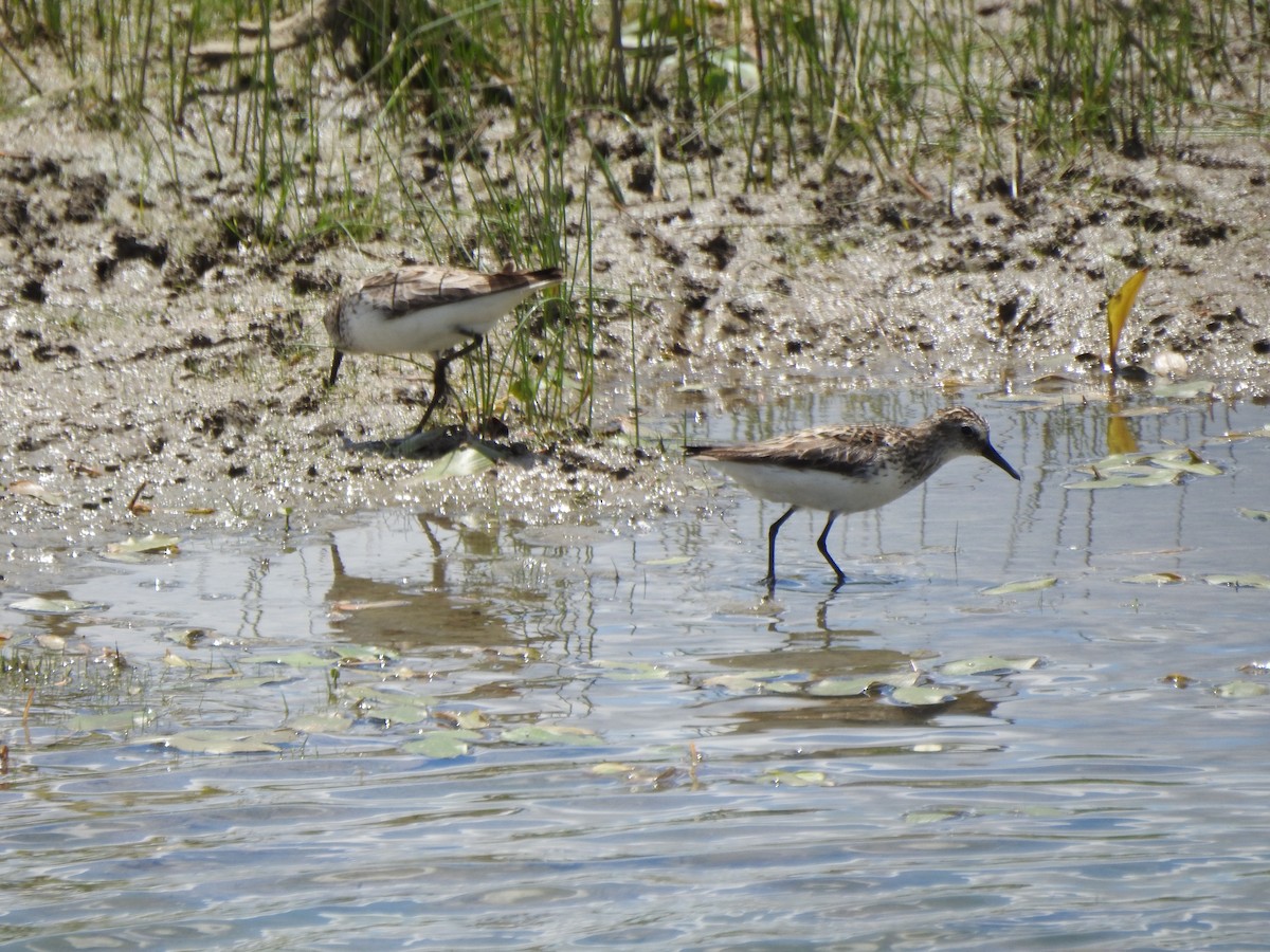 Semipalmated Sandpiper - ML620145080