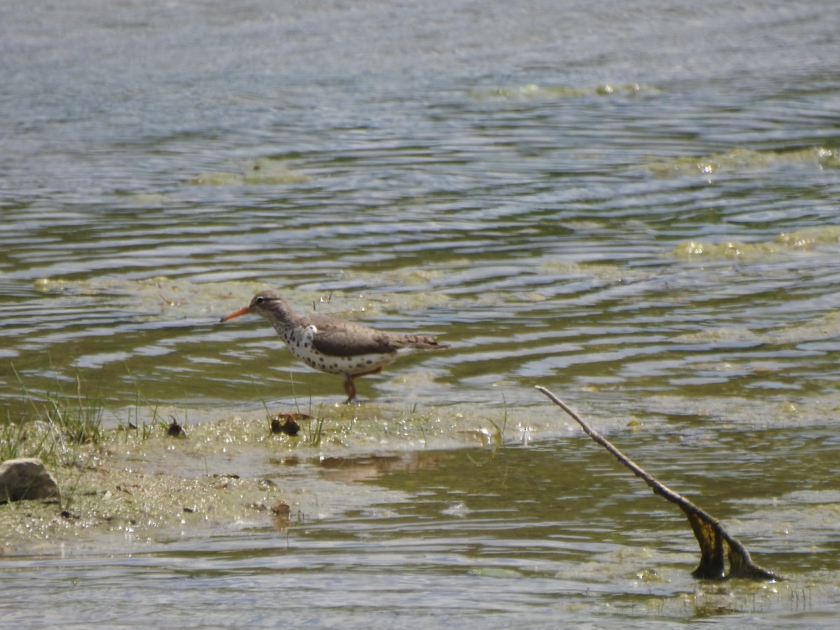 Spotted Sandpiper - ML620145088