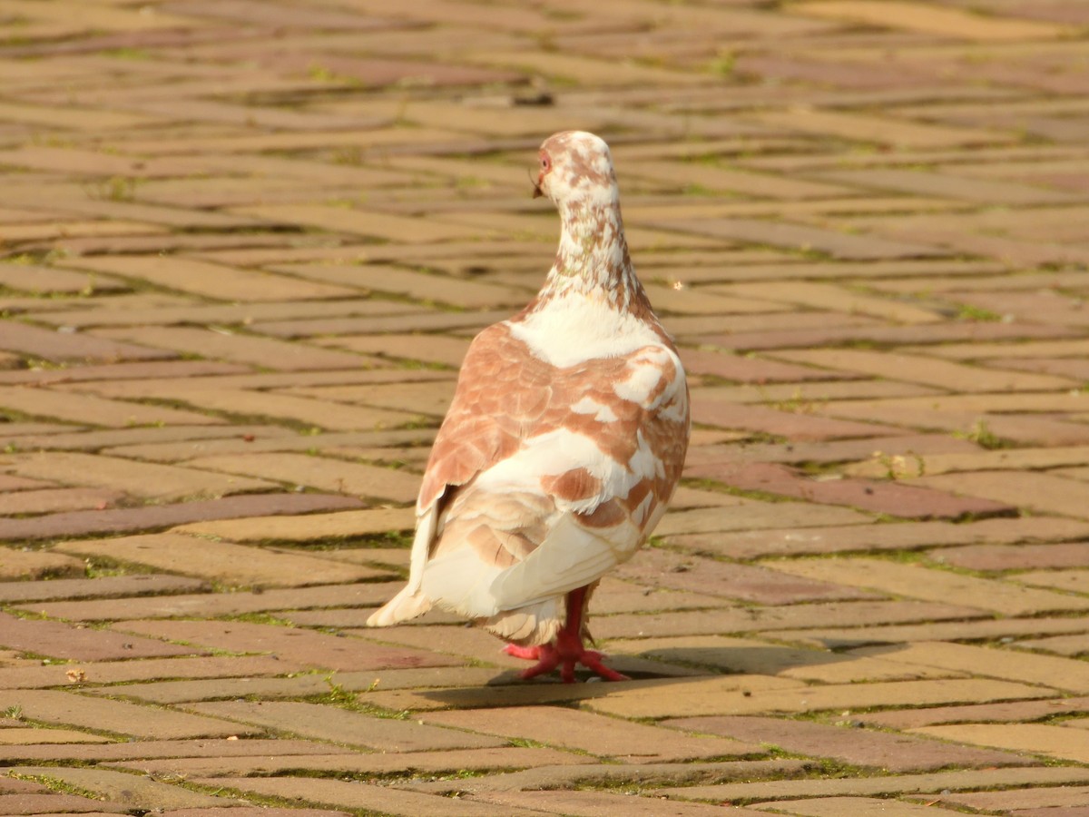Rock Pigeon (Feral Pigeon) - ML620145089