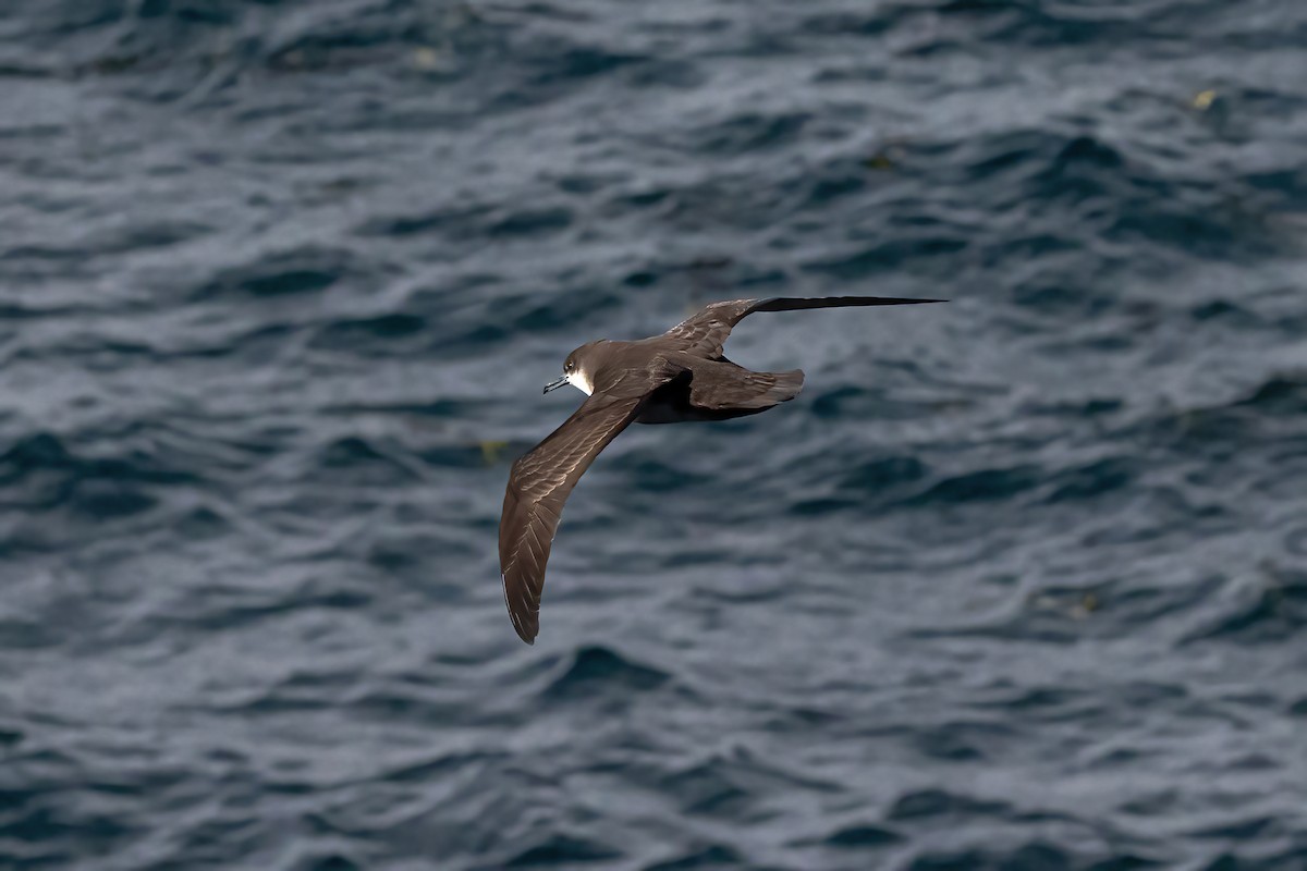 Puffin des Galapagos - ML620145102