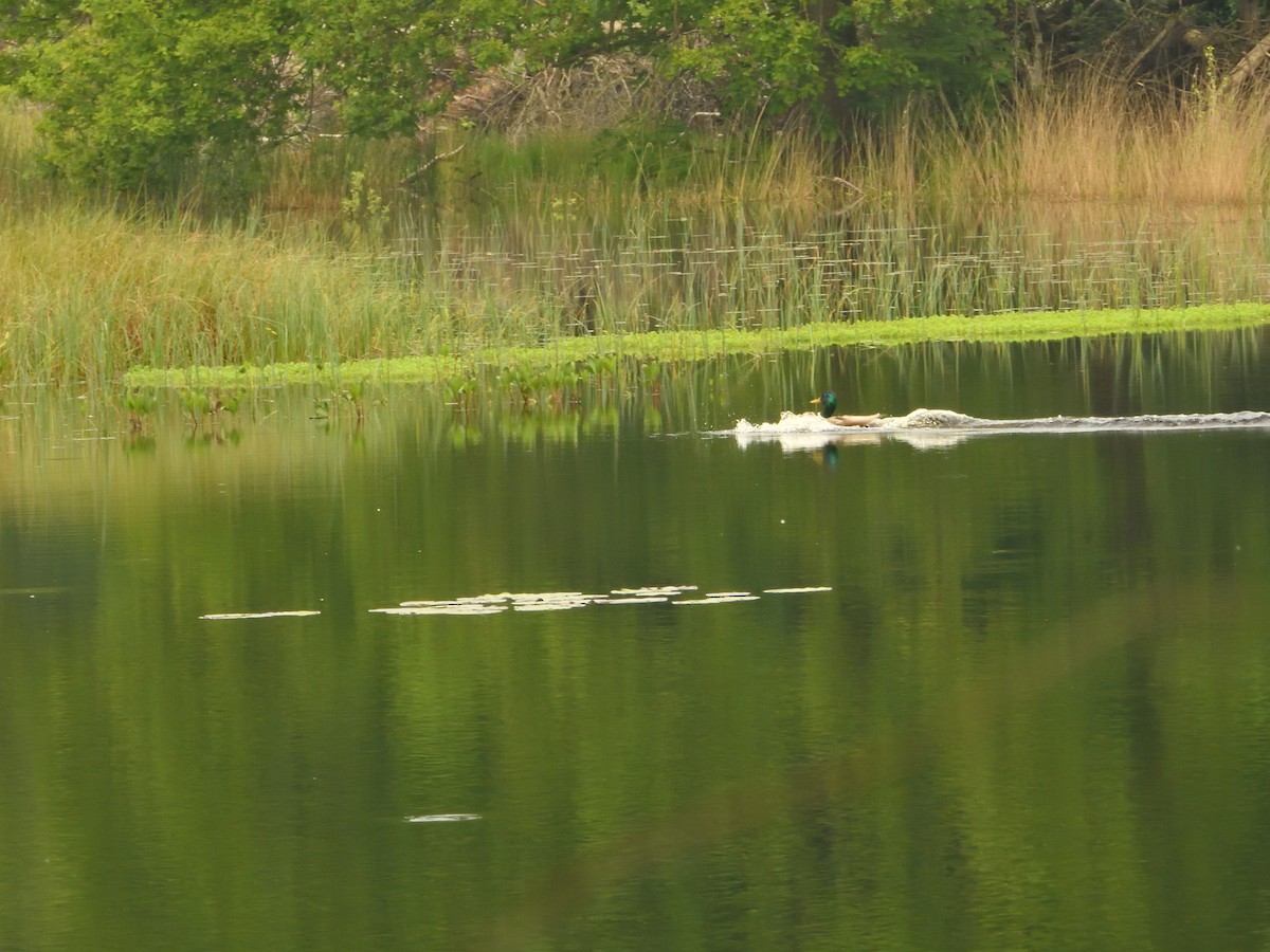 Mallard - Dennis op 't Roodt