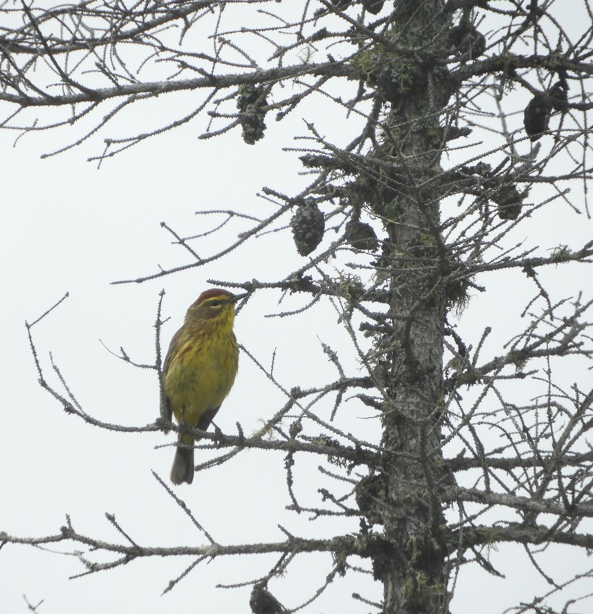 Palm Warbler - ML620145113