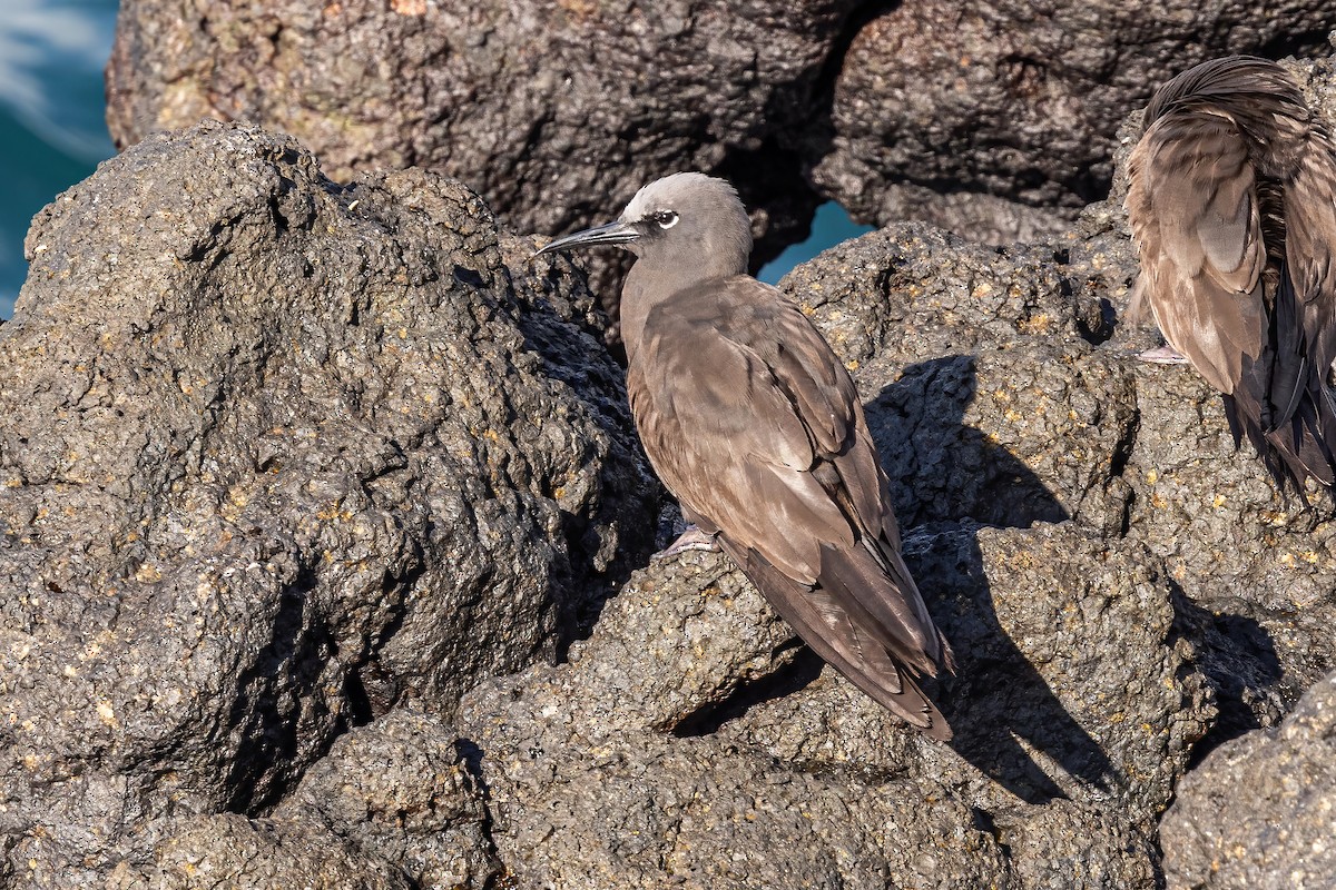 Brown Noddy - ML620145115