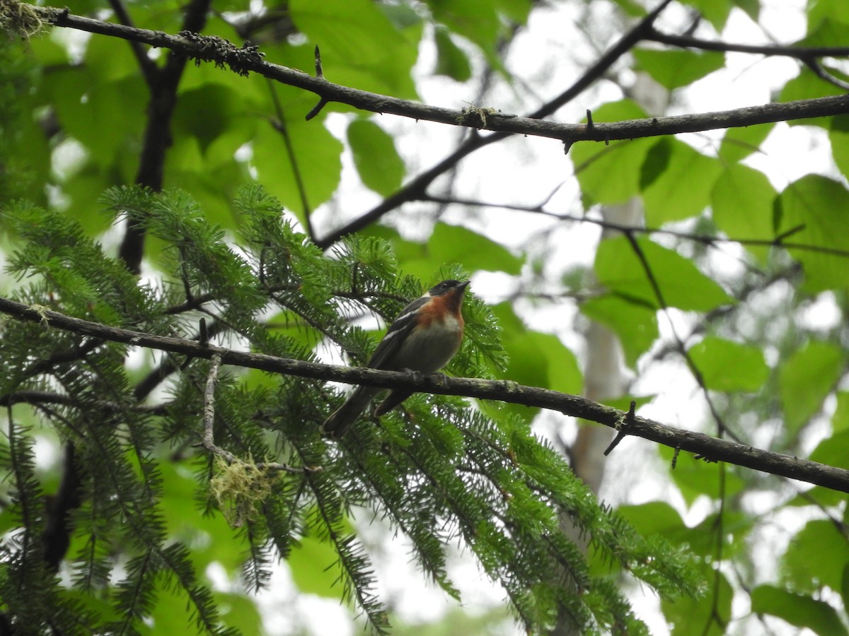 Bay-breasted Warbler - ML620145121