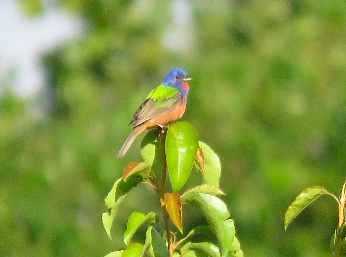 Painted Bunting - ML620145131