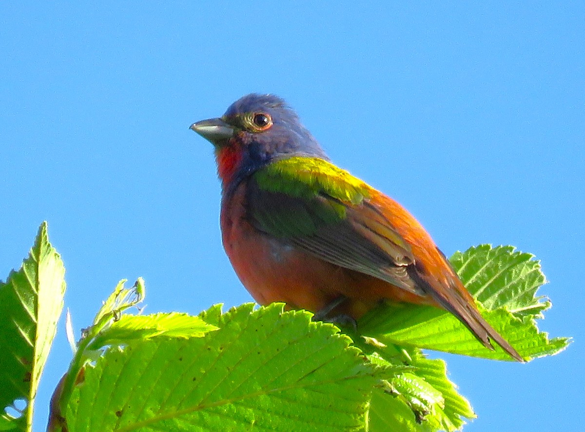 Painted Bunting - ML620145132