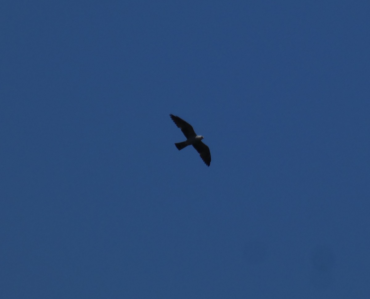 Mississippi Kite - ML620145135