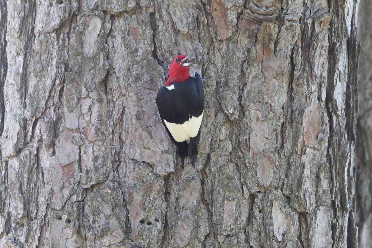 Red-headed Woodpecker - ML620145137