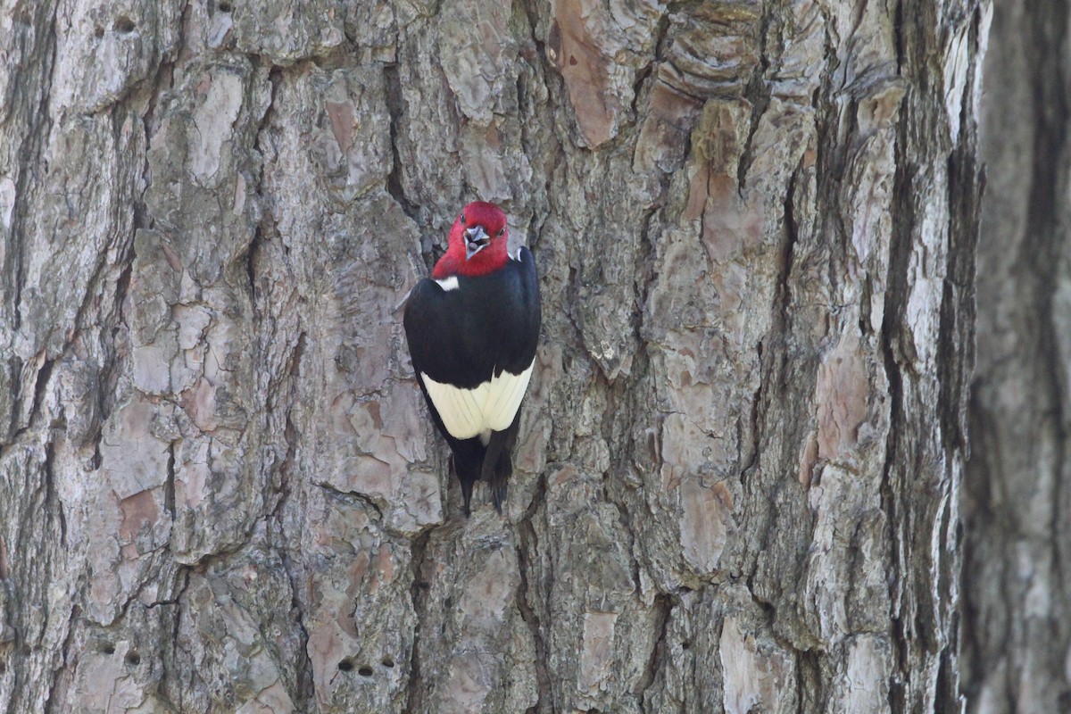 Red-headed Woodpecker - ML620145138