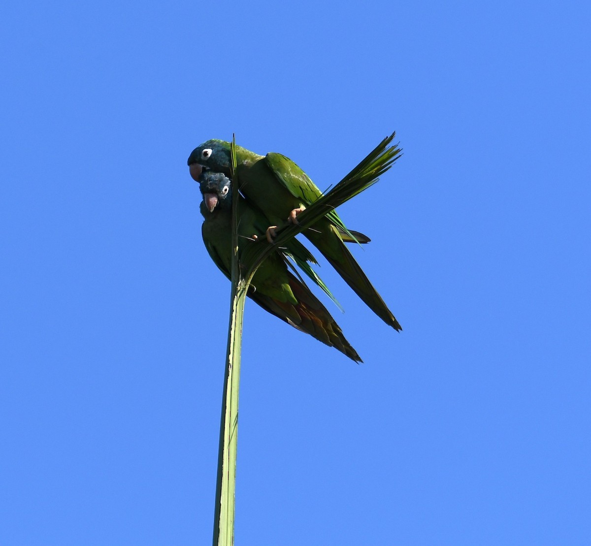 Blue-crowned Parakeet - ML620145167