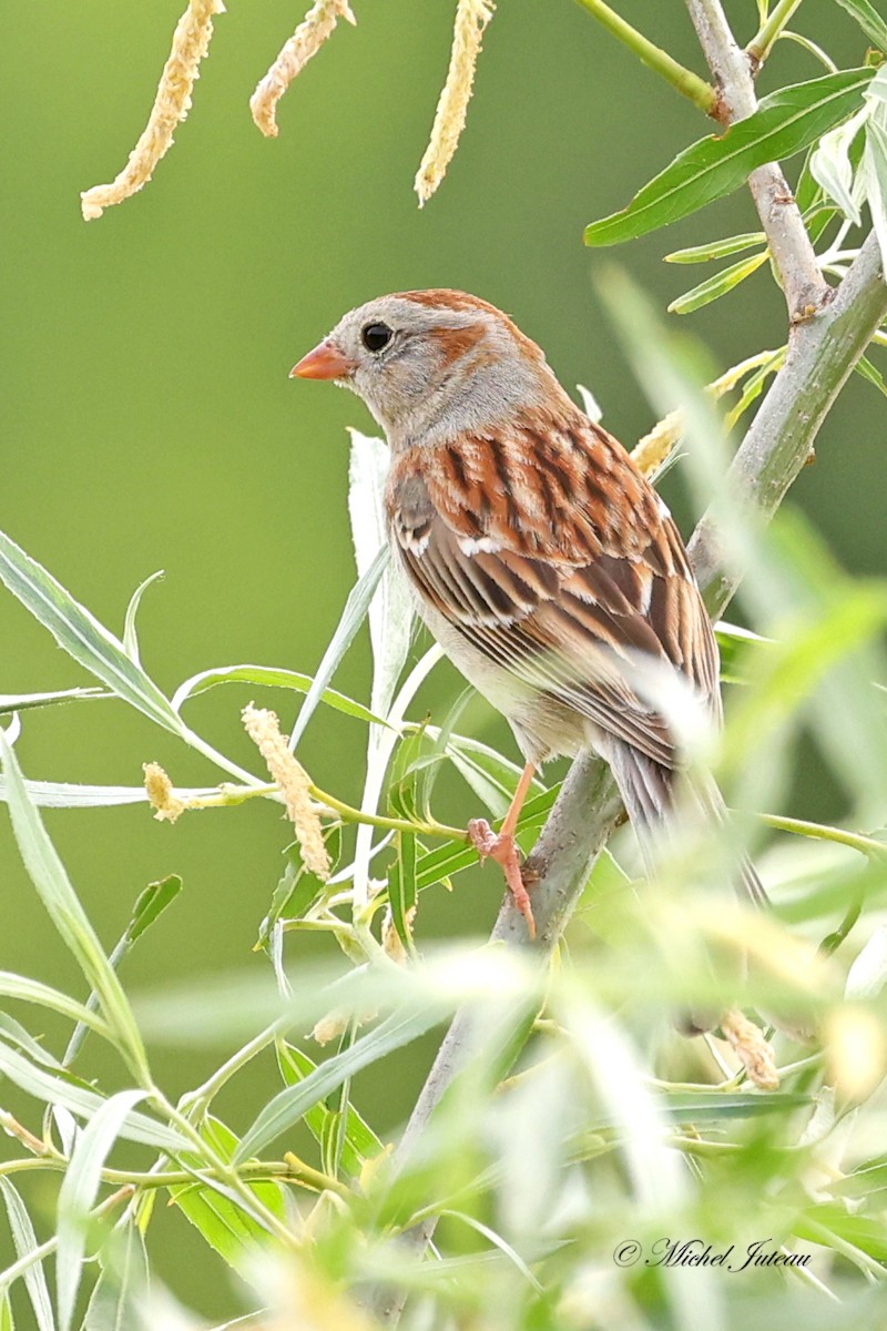 Field Sparrow - ML620145170