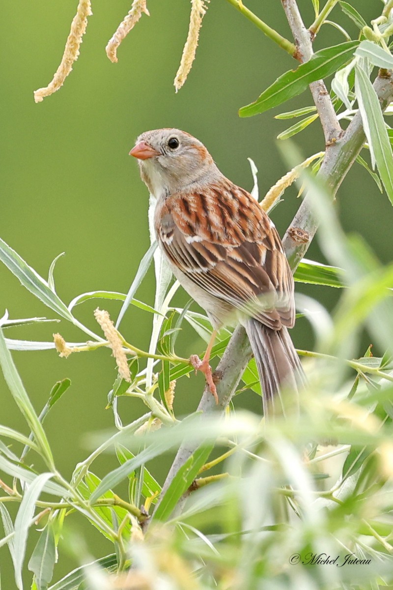 Field Sparrow - ML620145172
