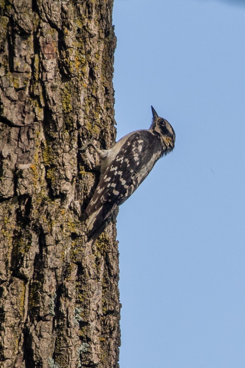 Downy Woodpecker - ML620145178