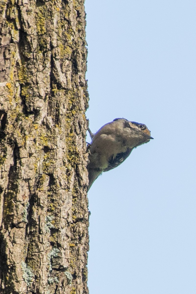 Downy Woodpecker - ML620145179