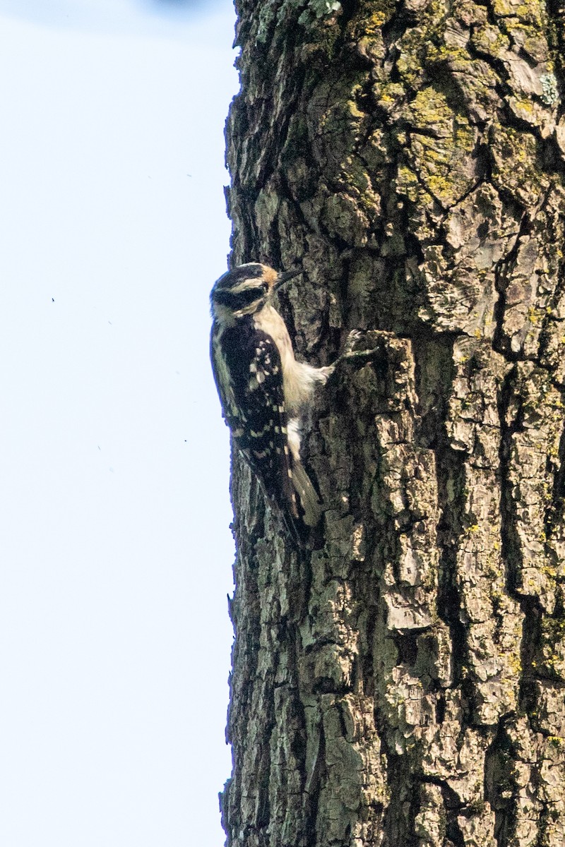 Downy Woodpecker - ML620145180