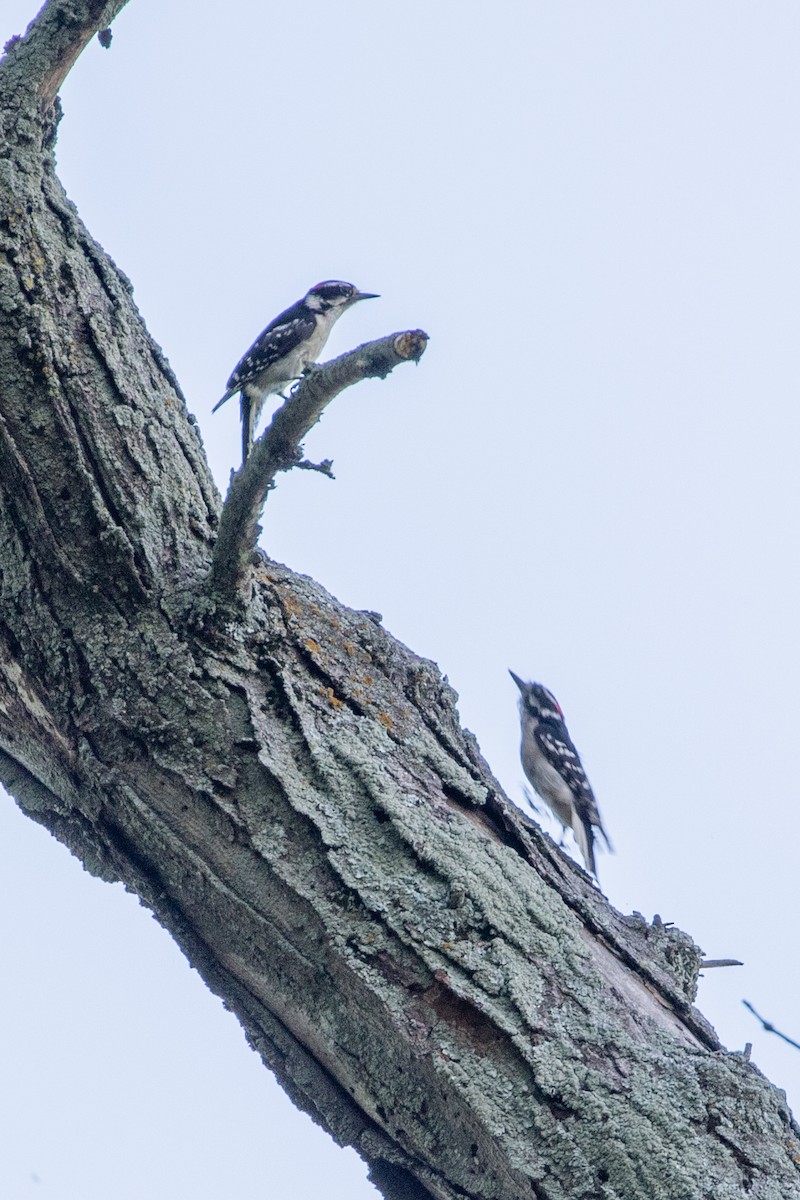 Downy Woodpecker - ML620145181