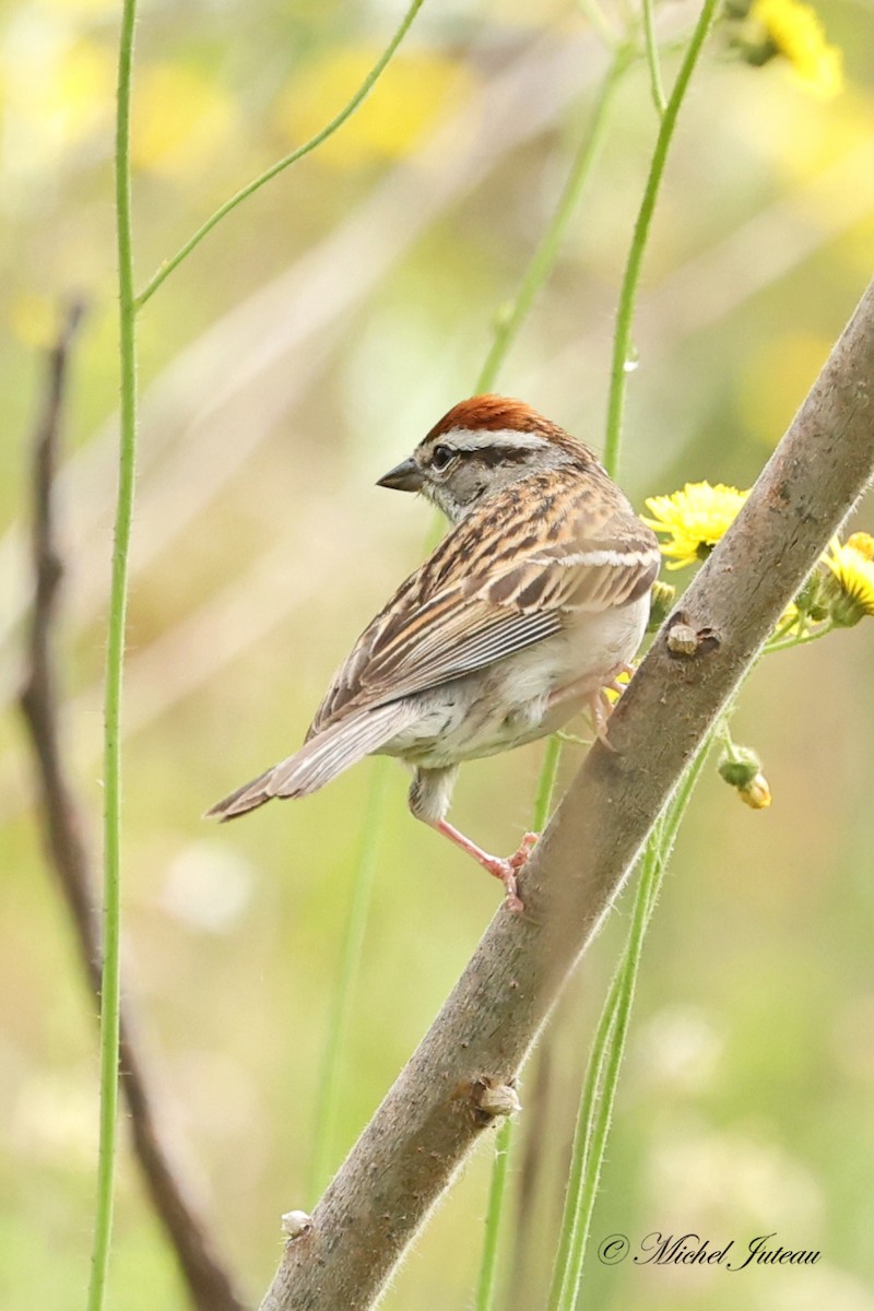 Chipping Sparrow - ML620145186