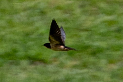 Barn Swallow - ML620145199