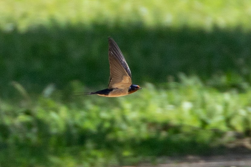 Barn Swallow - ML620145200