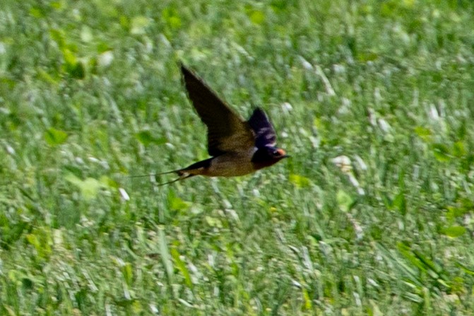 Barn Swallow - ML620145201