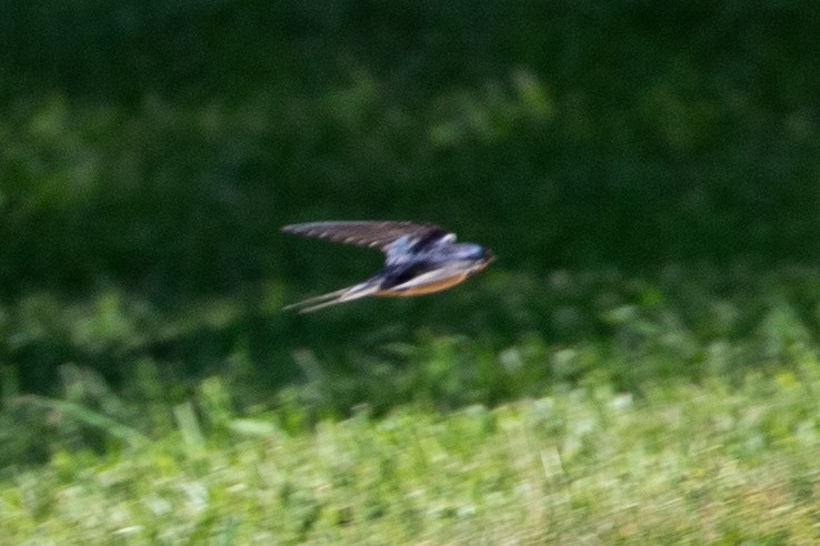 Barn Swallow - ML620145202