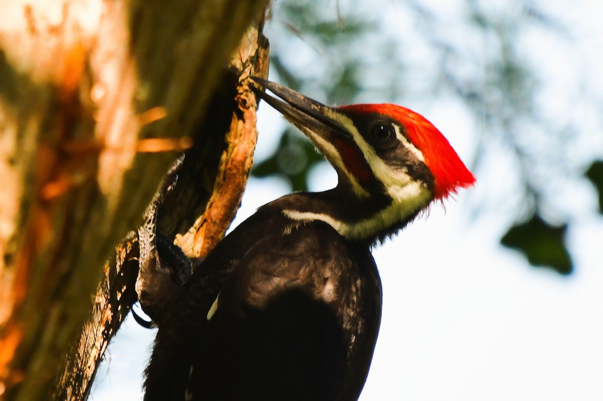 Pileated Woodpecker - ML620145204
