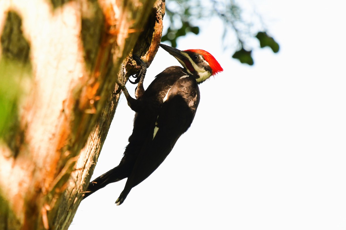 Pileated Woodpecker - ML620145206