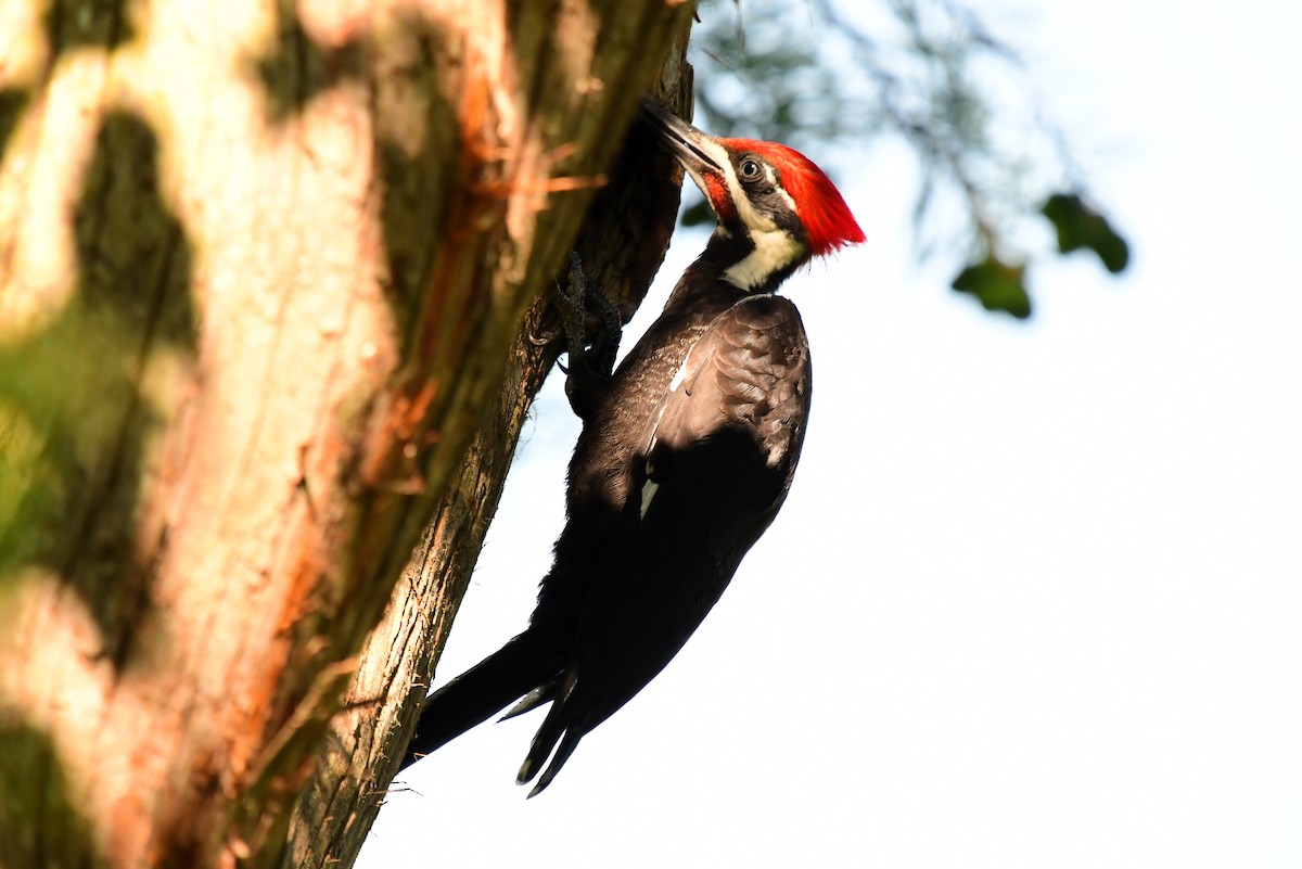 Pileated Woodpecker - ML620145207