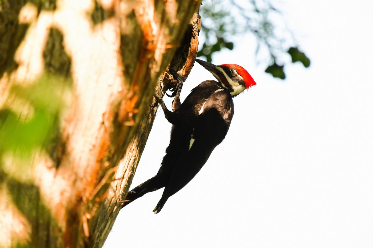 Pileated Woodpecker - ML620145208