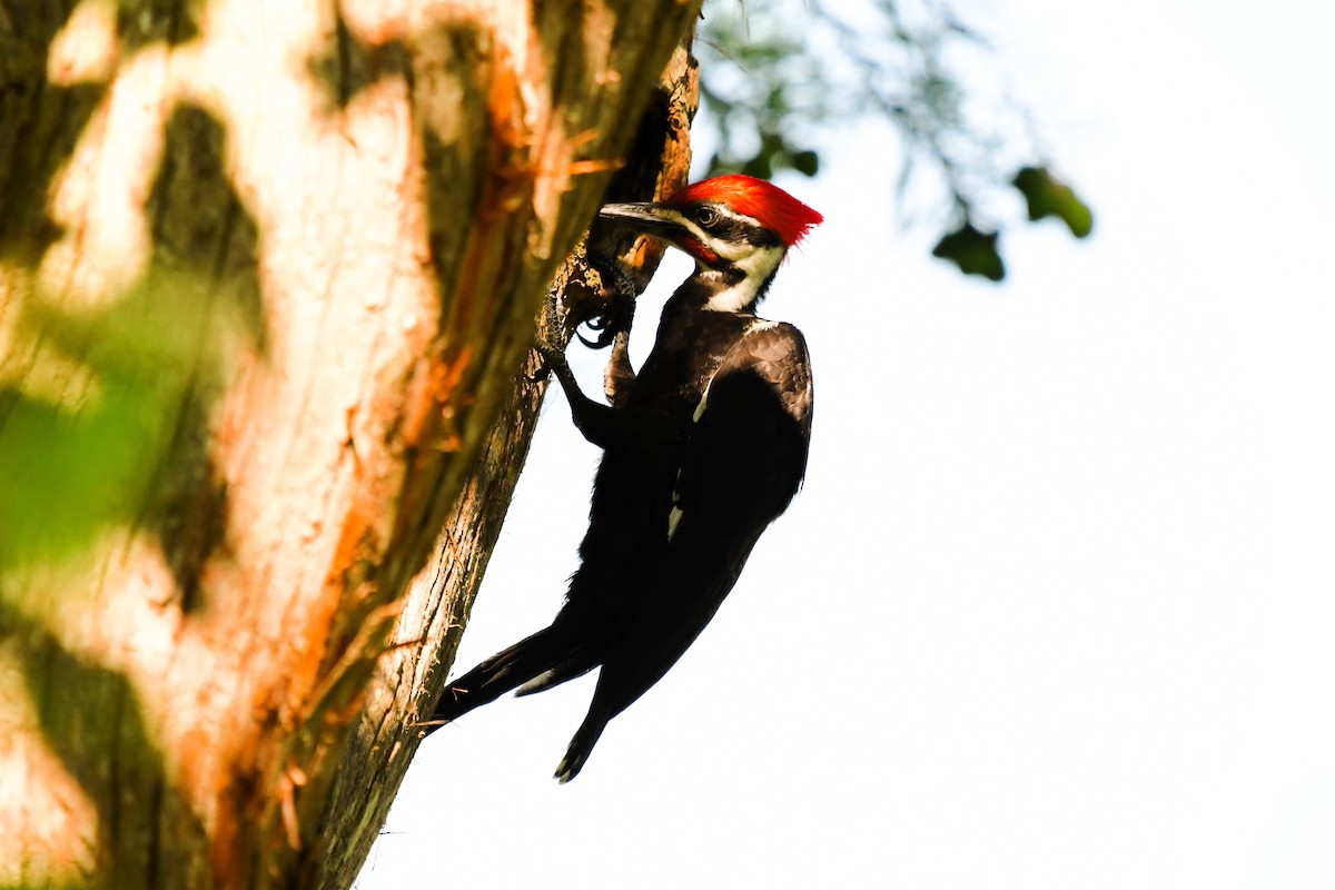 Pileated Woodpecker - ML620145209