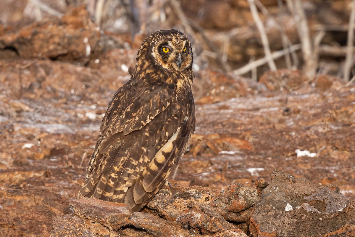 Short-eared Owl (Galapagos) - ML620145216