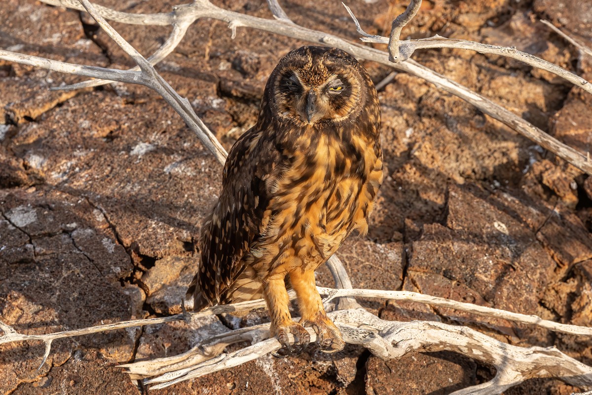 Short-eared Owl (Galapagos) - ML620145217