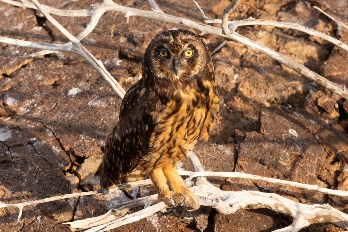 Short-eared Owl (Galapagos) - ML620145218