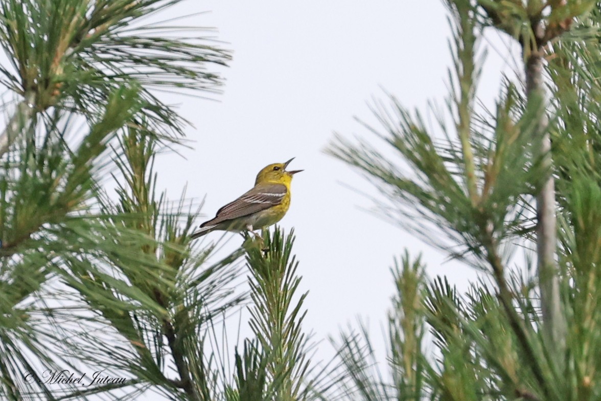 Pine Warbler - ML620145225