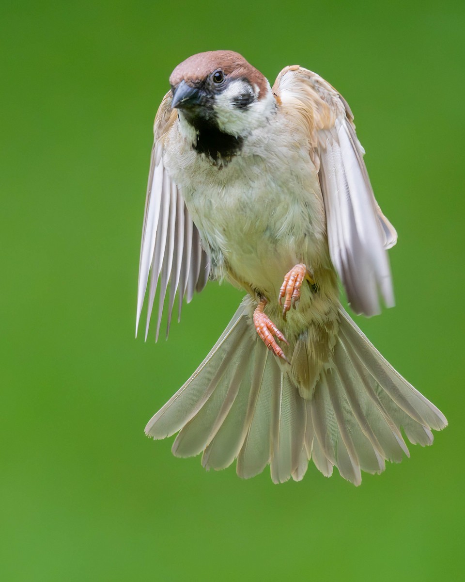 Eurasian Tree Sparrow - ML620145239