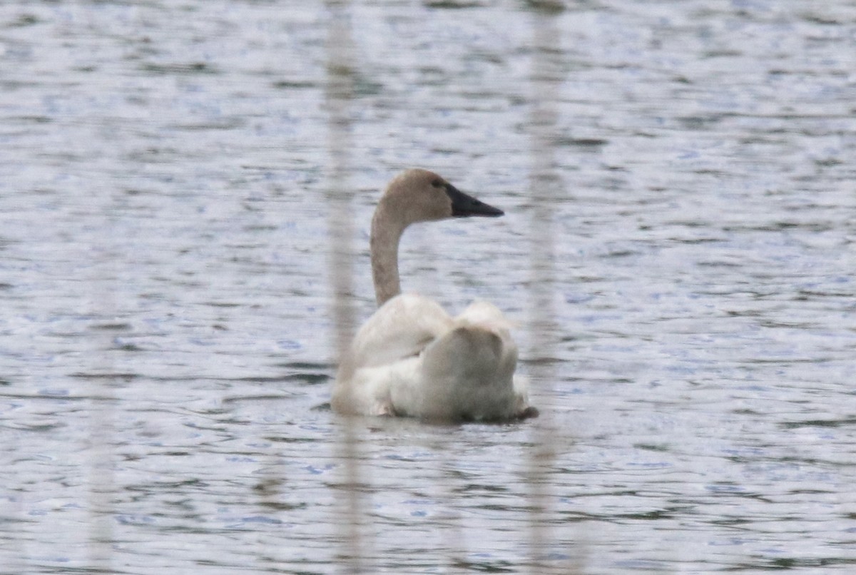 Cygne trompette ou C. siffleur - ML620145259