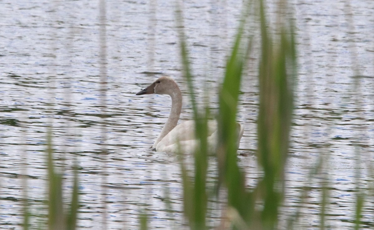 Trumpeter/Tundra Swan - ML620145262