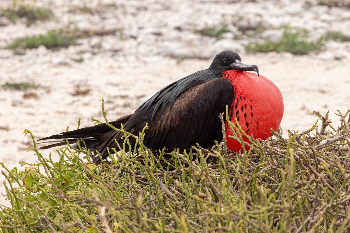 Great Frigatebird - ML620145295