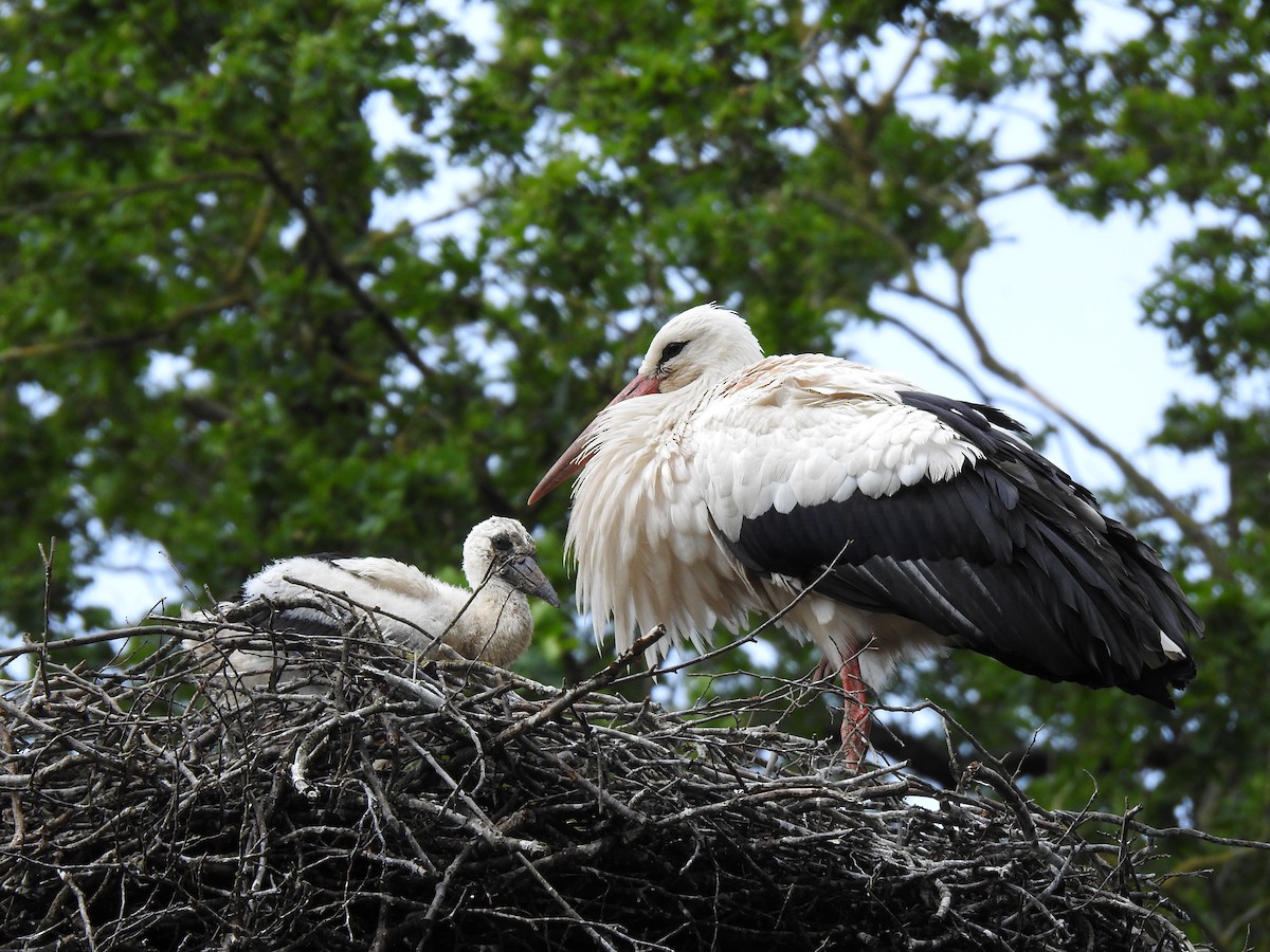 čáp bílý - ML620145305
