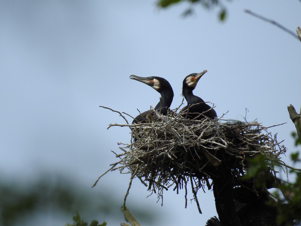 kormorán velký - ML620145308