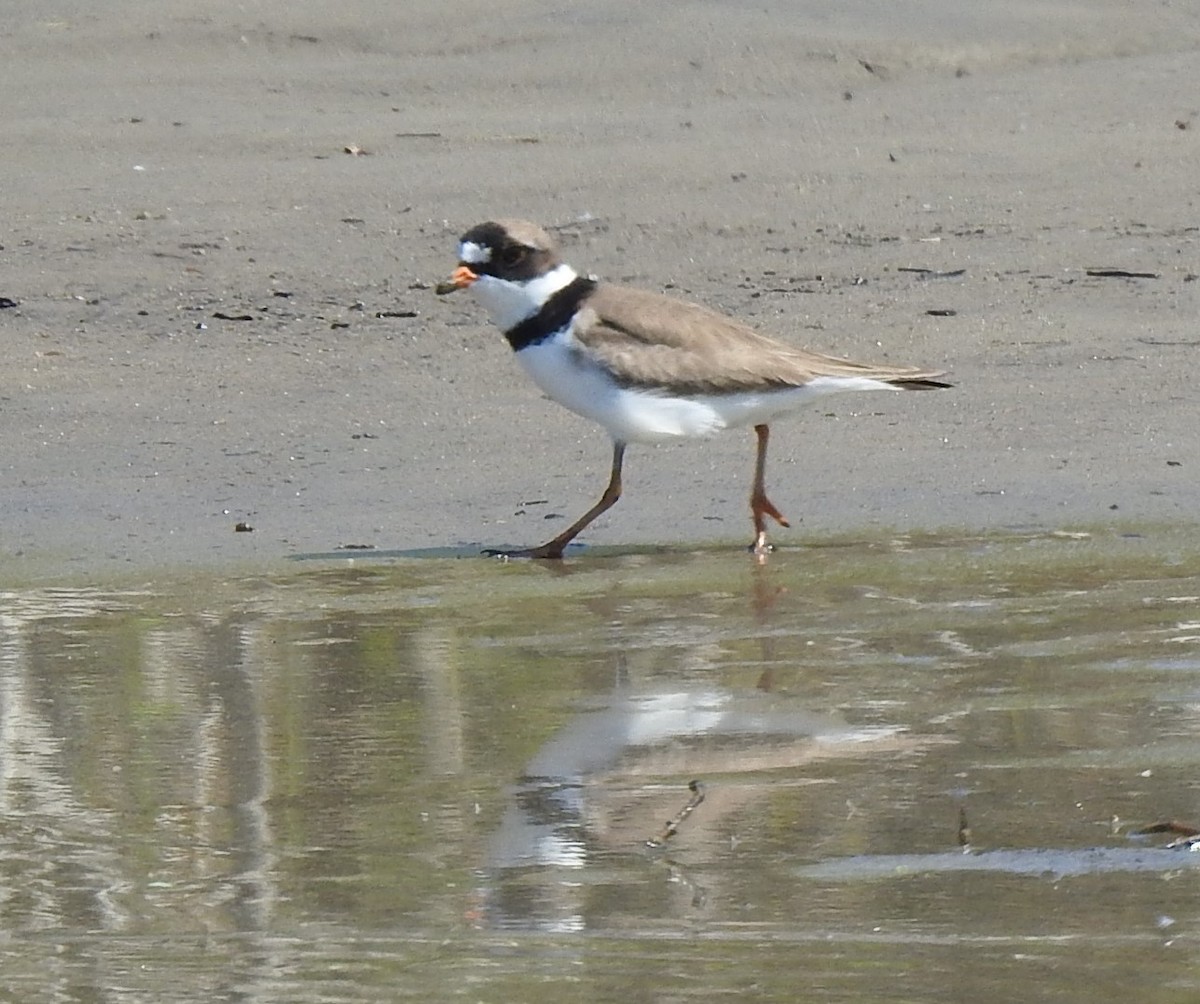 Semipalmated Plover - ML620145337