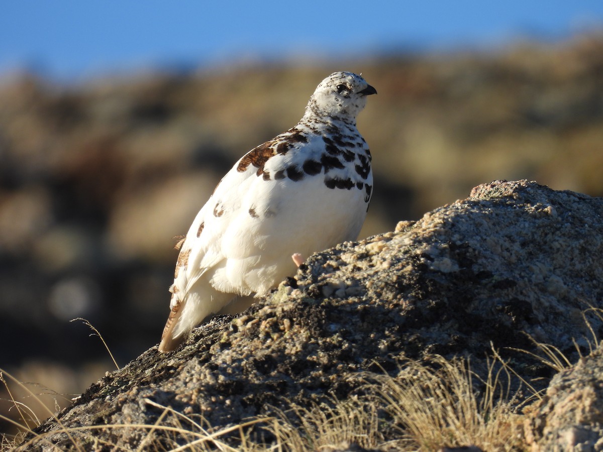 White-tailed Ptarmigan - ML620145349